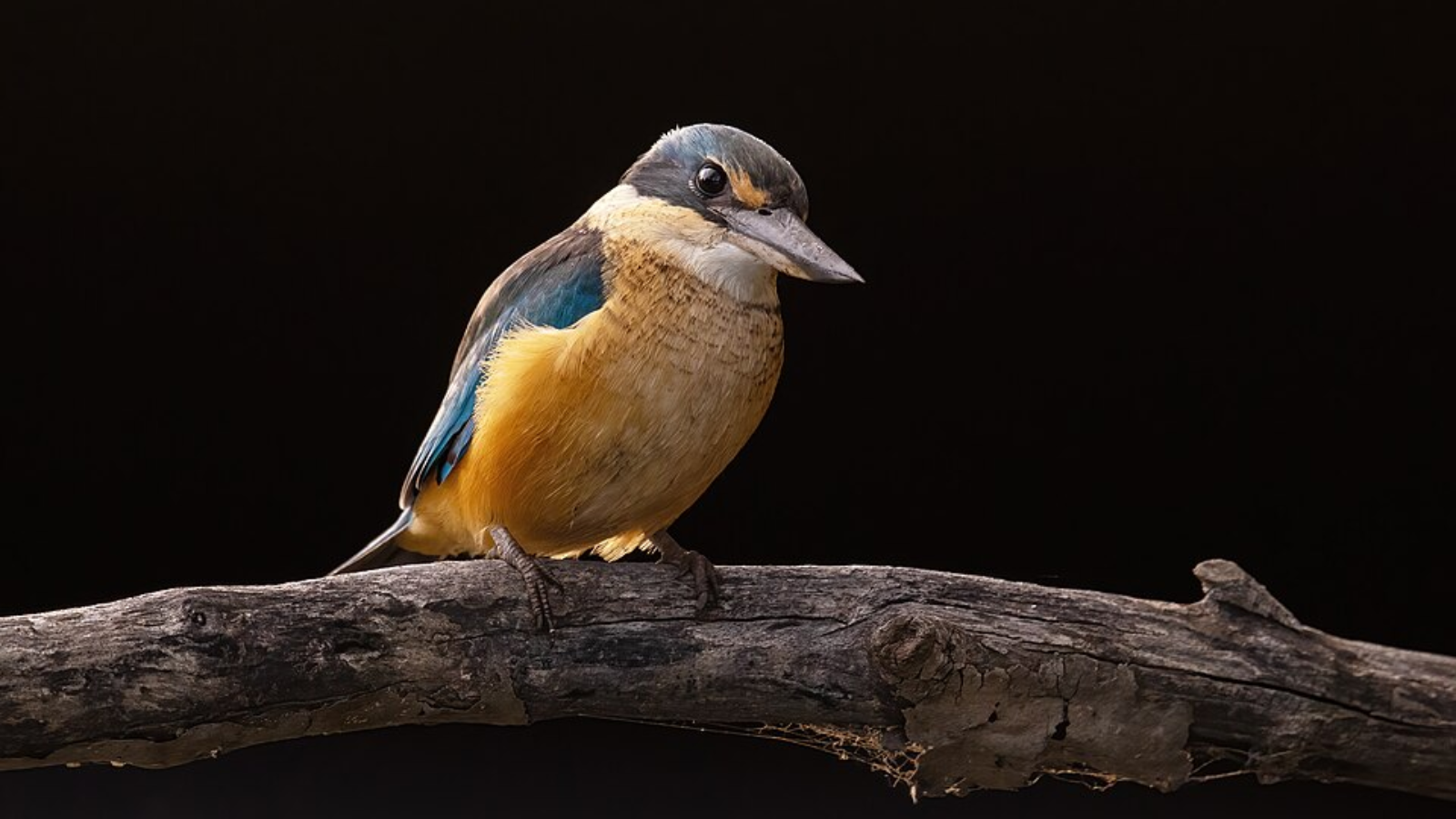 Vibrant kingfisher species around the world