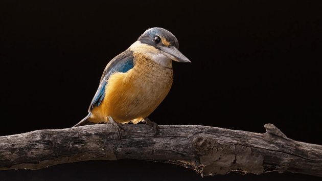 birds