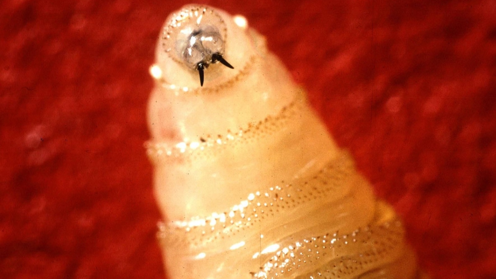 The Anatomy of Biosecurity Failure: Quantifying the Screwworm Resurgence in US Agriculture