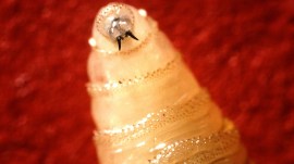 screwworm