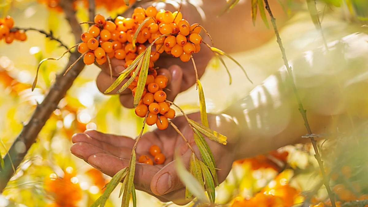 From Ladakh, a sea buckthorn parable about enterprise