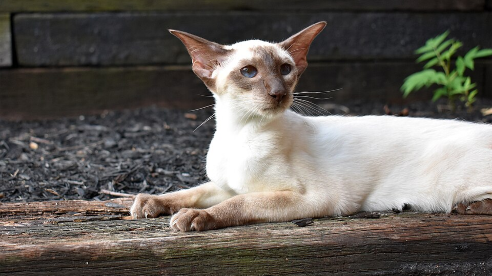 Friendly cat breeds that make great companions