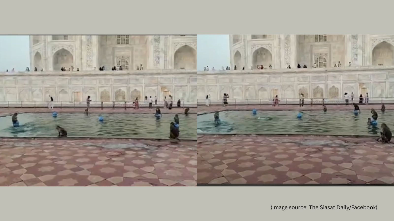 Taj Mahal monkeys video