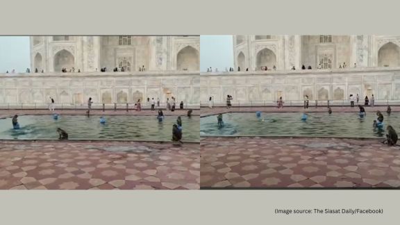 Taj Mahal monkeys video