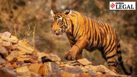 Tiger case madhya pradesh high court