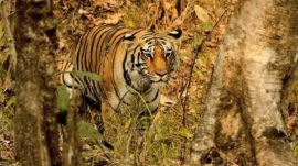 Tiger sighting in Himachal's Paonta Sahib forests prompts investigation into whether it is the missing Rajaji Tiger Reserve tigress and highlights the region's role as an interstate wildlife corridor. (File photo)