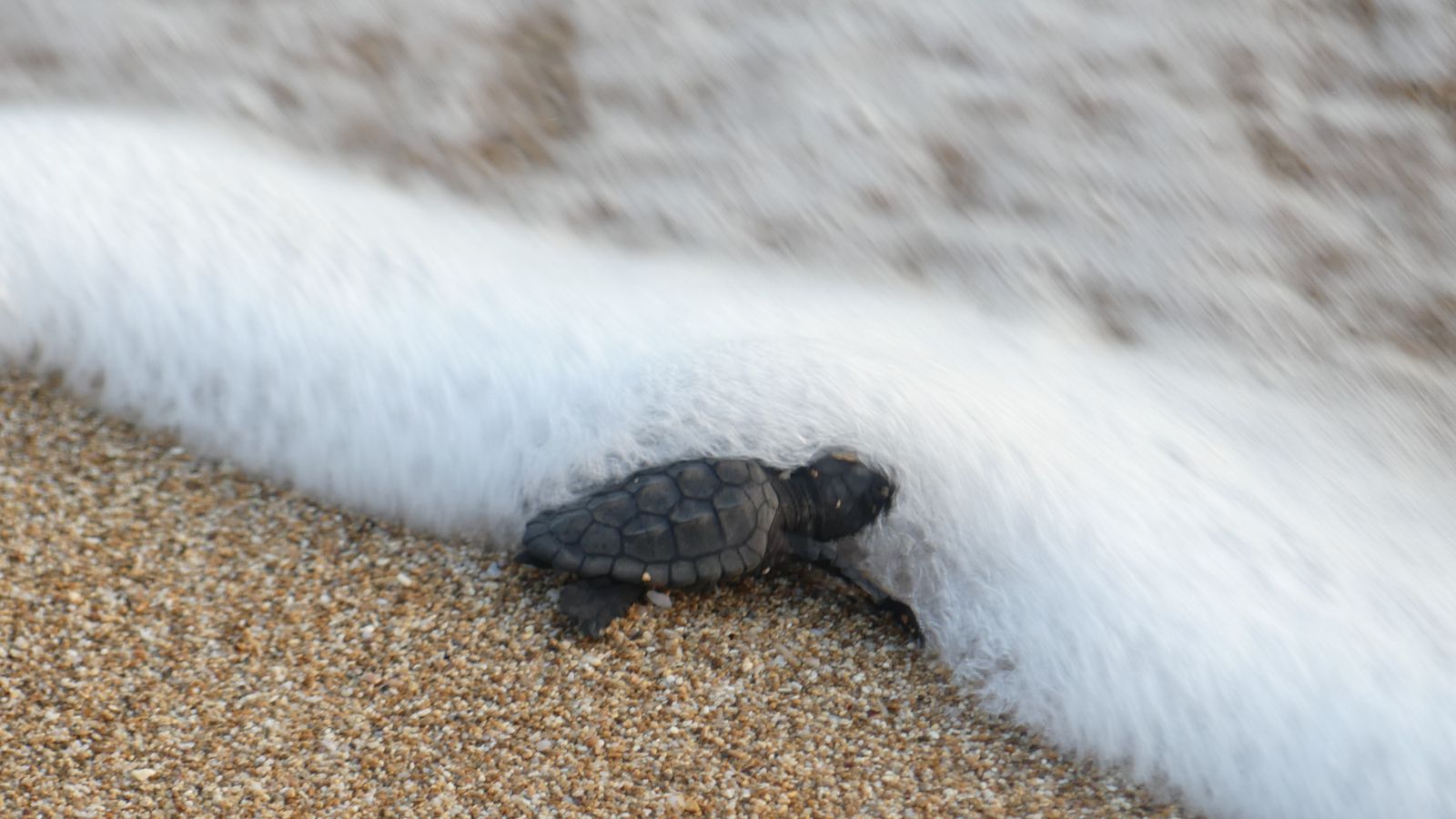 Prominent Lebanese turtle conservationist dies in Israeli strike: Who was Mona Khalil? | World News