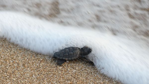 A young sea turtle on a beach in southern Lebanon, where conservationist Mona Khalil worked to protect endangered nesting habitats. (Source: Wikimedia Commons)