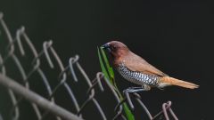 Wadhwan city to get bird atlas, first in Saurashtra region & second in Gujarat