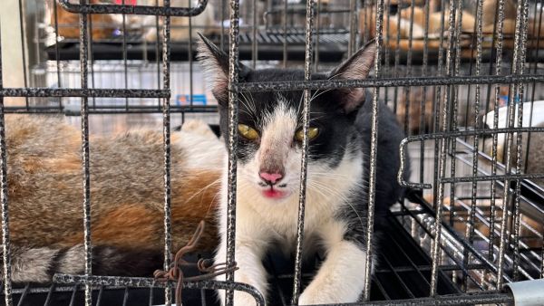 A black-and-white cat sits inside a metal cage alongside other cats during a rescue operation in Vietnam. The animals were recovered by police after a major pet theft network linked to the cat meat trade was dismantled.