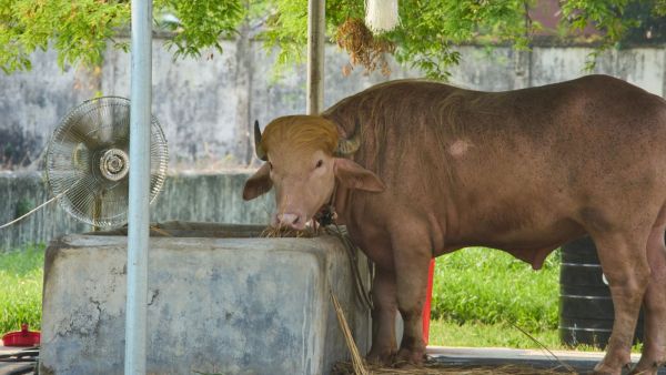 A rare albino buffalo fondly named after Donald Trump for its distinctive blond tuft stands in an enclosure at the national zoo, in Dhaka, Bangladesh, Tuesday, June 2, 2026. (AP Photo)