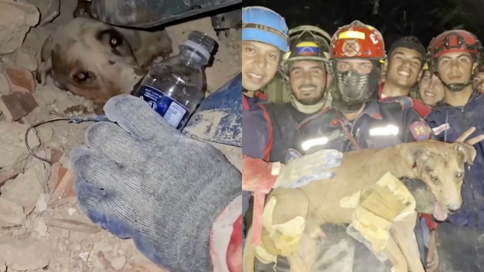Firefighters rescue dog buried in debris after Venezuela earthquakes