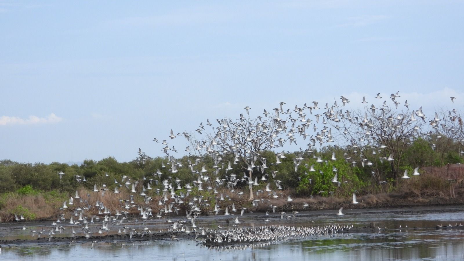 Why haven’t these birds left yet? Thousands of migratory waders are still in Mumbai’s wetlands