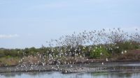 Waders-in-flight_20260625100618.jpg mumbai birds