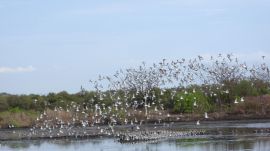 mumbai birds