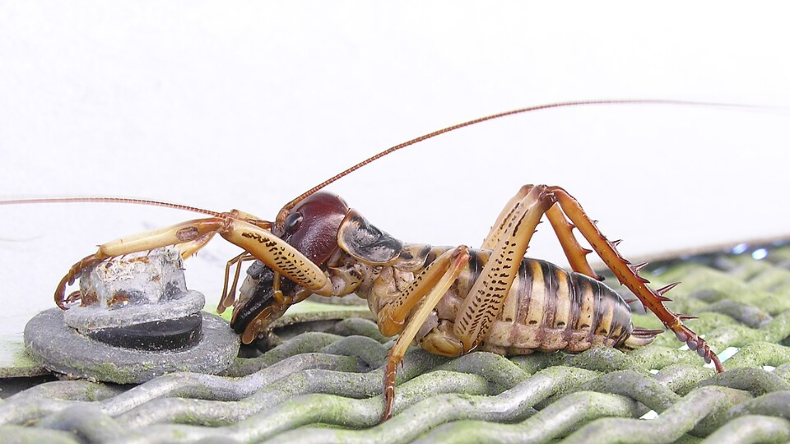 Animals found only in New Zealand