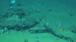 This undated image provided by Peng Zhou shows whale remains on the seafloor that have become home to large communities of marine life, southeastern Indian Ocean, in the Diamantina Fracture Zone (AP).