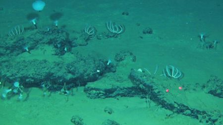 This undated image provided by Peng Zhou shows whale remains on the seafloor that have become home to large communities of marine life, southeastern Indian Ocean, in the Diamantina Fracture Zone (AP).