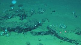 This undated image provided by Peng Zhou shows whale remains on the seafloor that have become home to large communities of marine life, southeastern Indian Ocean, in the Diamantina Fracture Zone (AP).
