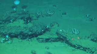 This undated image provided by Peng Zhou shows whale remains on the seafloor that have become home to large communities of marine life, southeastern Indian Ocean, in the Diamantina Fracture Zone (AP).