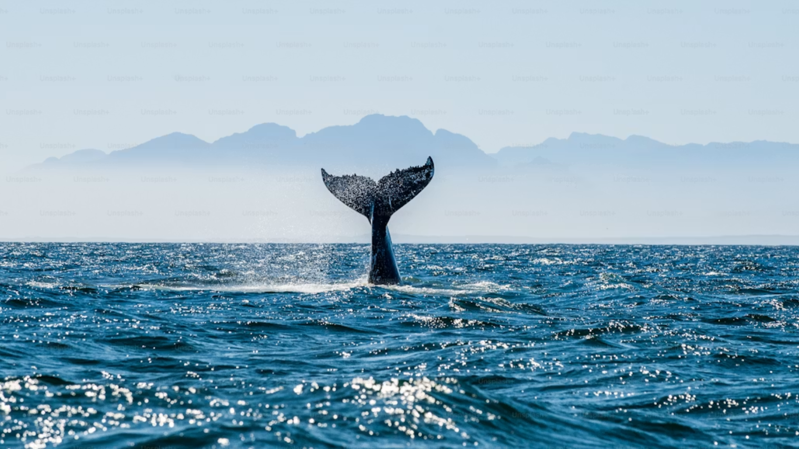 These animals have been quietly saving the planet all along