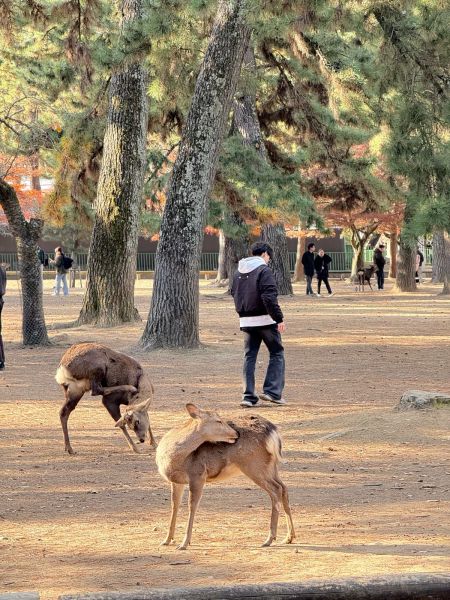 Nara Park, Japan