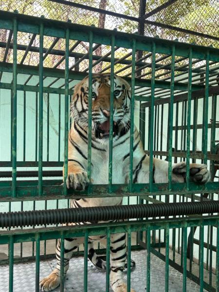 Tiger