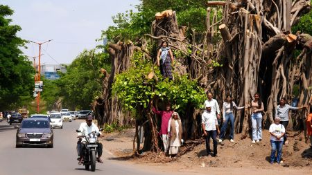 Young activists scale a Ficus tree on Gangapur Road, making a last-ditch plea to save Nashik's heritage trees. (Express photo by Arul Horizon)