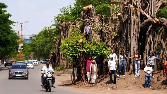 Young activists scale a Ficus tree on Gangapur Road, making a last-ditch plea to save Nashik's heritage trees. (Express photo by Arul Horizon)