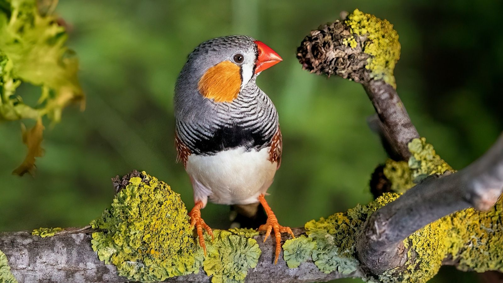 Researcher wins $1,00,000 prize for decoding Zebra Finch calls using AI