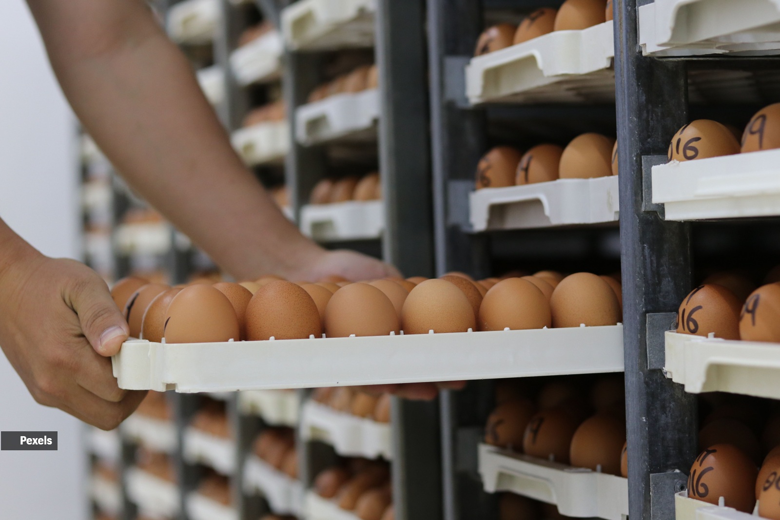 eggs