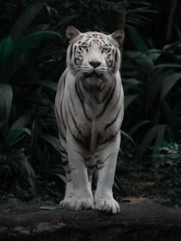 animals