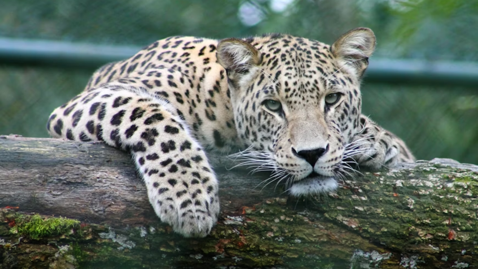 These animals have been quietly saving the planet all along