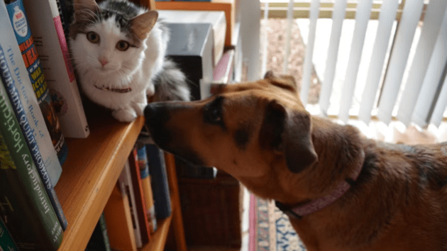 animals