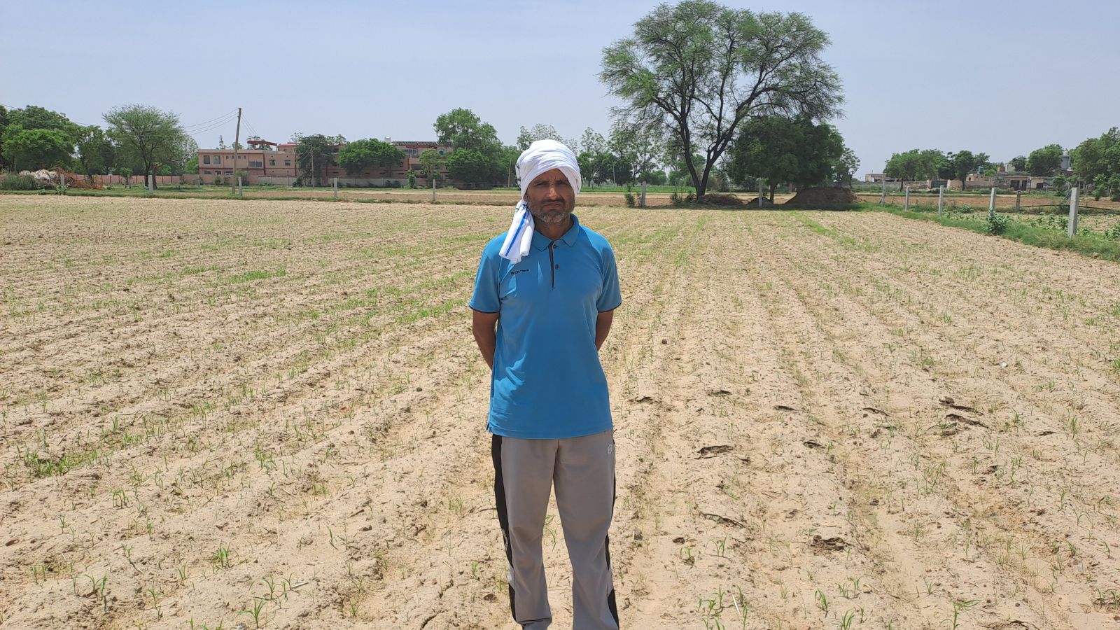 In deficit monsoon year, why bajra is emerging as crop of choice