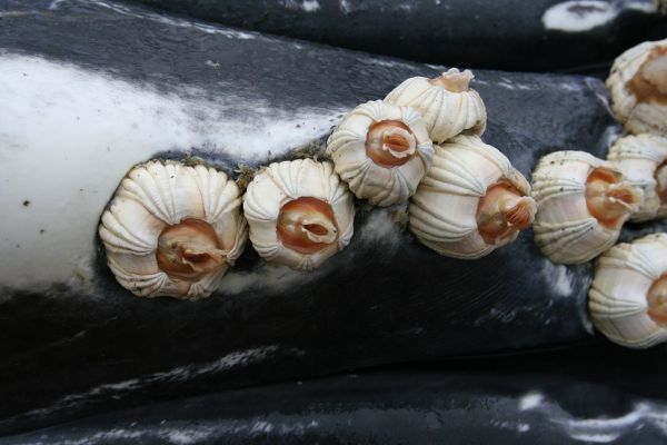 Close-up of several white barnacles attached to the dark skin of a marine animal, showing the hard, ridged shells that allow the crustaceans to anchor themselves permanently to surfaces in the ocean. (Photo: Aleria Jensen)
