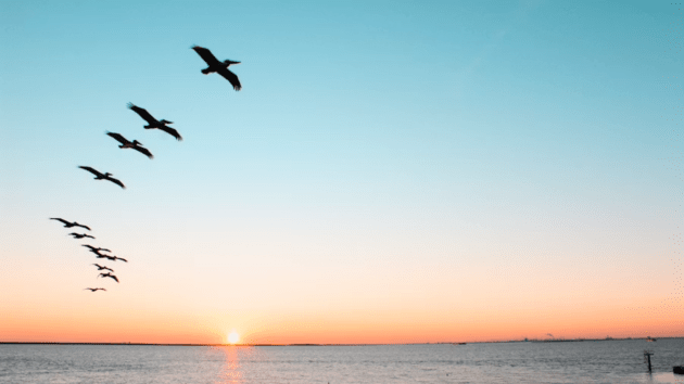 birds