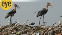 birds ranjit birds