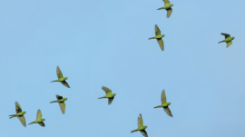 birds