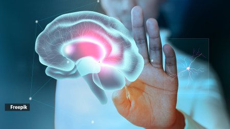 Menin protein can reverse brain aging