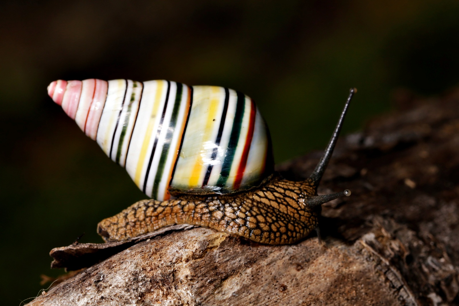 snails