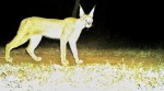 Caracal