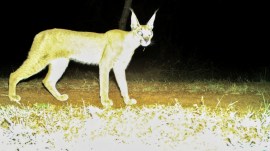 Caracal