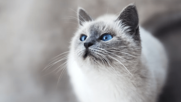 cats