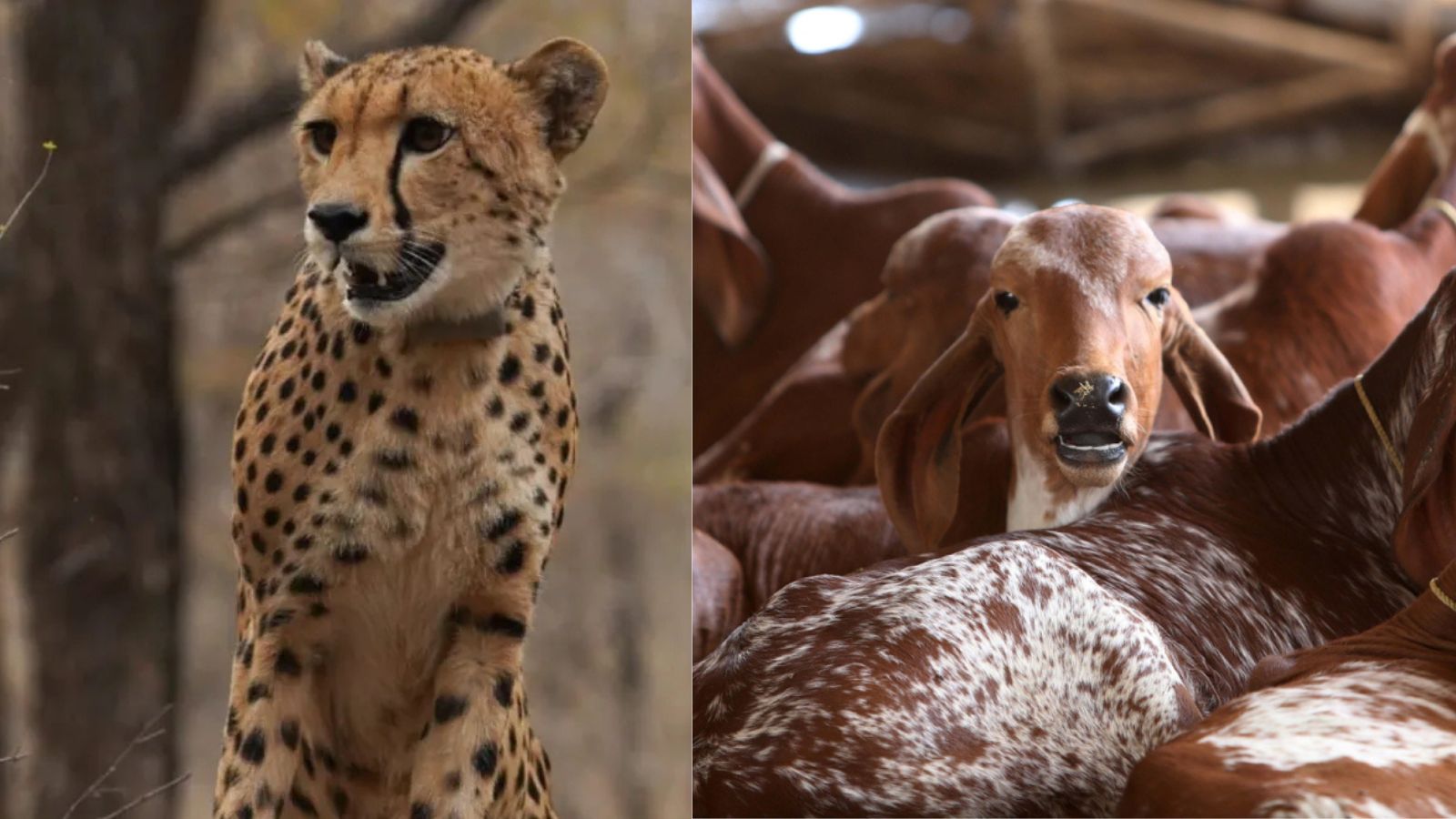 Goats and cattle form half of cheetah prey in Kuno, chital 42%: Report