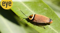 cockroach 1 cockroach