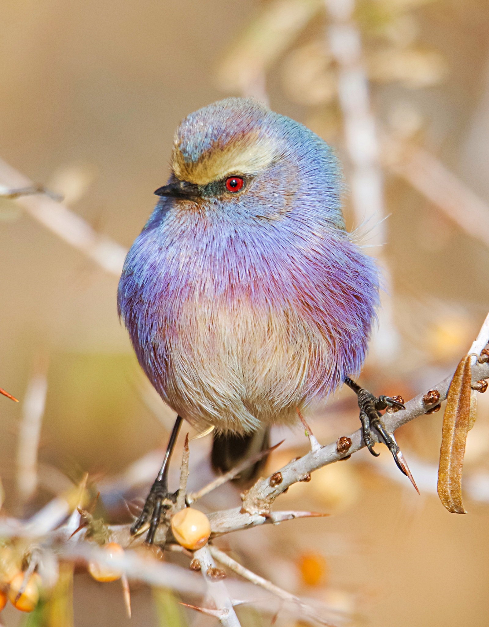 bird