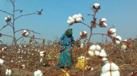 Policy is undoing what science built. That’s a challenge for Cotton Productivity Mission