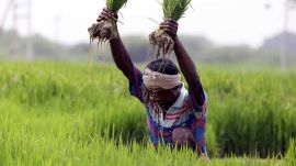 Maharashtra’s Rs 36,585-crore crop loan waiver is expected to benefit 56 lakh farmers, offering relief amid rural distress while helping the Mahayuti government fulfil a major election promise.