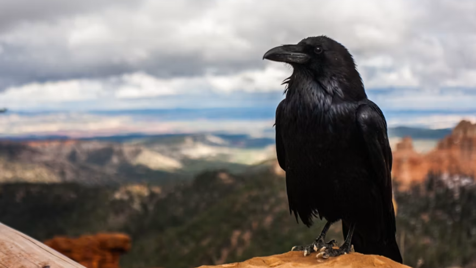 Crow Rfth Remarkable crow species from around the world | Lifestyle Gallery News ...